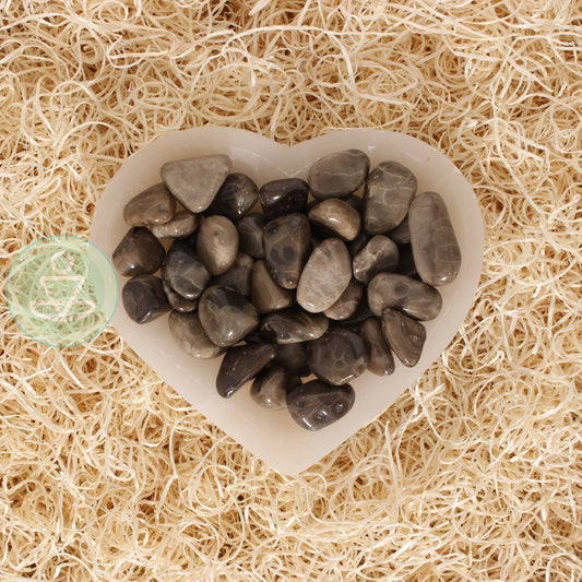 Petoskey Stone A Large