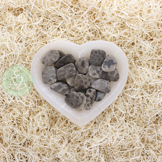 Petoskey Stone Slice A Small