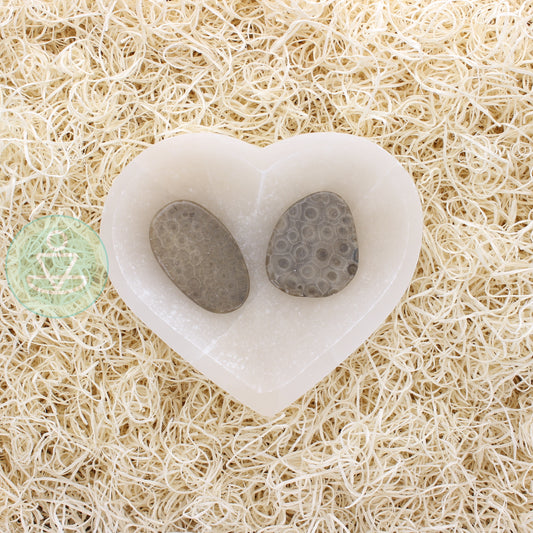 Petoskey Stone Slice A Extra-Large